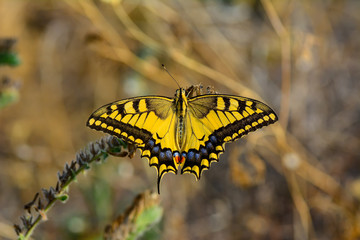 Closeup beautiful butterfly sitting on the flower.