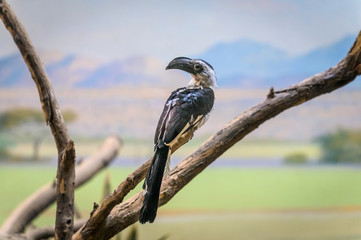 Von der Decken's Hornbill perched on a dry branch observing its environment, on the lookout for predators