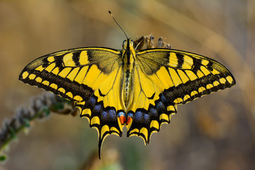 Closeup beautiful butterfly sitting on the flower.