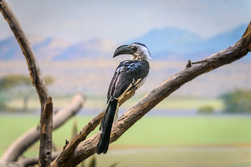 Von der Decken's Hornbill perched on a dry branch observing its environment, on the lookout for predators
