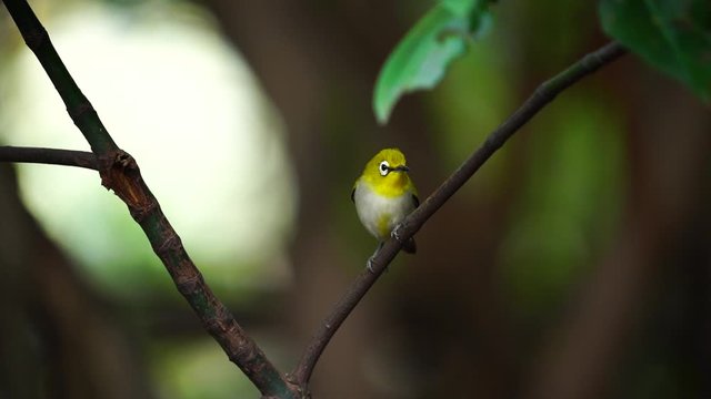 Japanese White-eye, Dark Green.Cute bird  perching on a branch.(Scientific Name : Zosterops simplex ) 