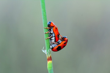 Beautiful ladybug on leaf defocused background