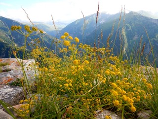 flowers in the mountains
