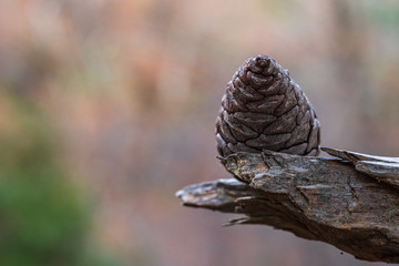 Dried pine cone on dry branch.