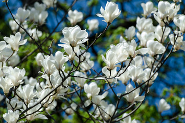 Beautiful magnolia tree blossoms in springtime. Jentle white magnolia flower against sunset light.