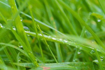 Fototapeta na wymiar wet grass