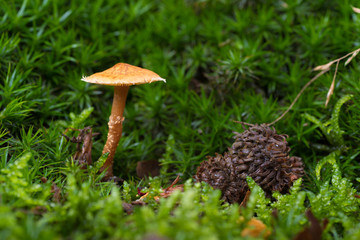 mushroom closeup