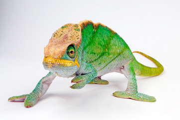 Parson's chameleon / Parsons Chamäleon (Calumma parsonii parsonii) -  © bennytrapp
