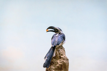 Von der Decken's Hornbill perched on a rock observing its environment, enjoying an afternoon snack © Casual-T