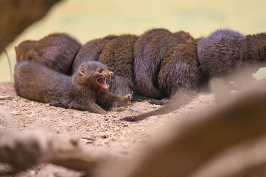 A group of Dwarf Mongoose enjoying a quick huddle before the game