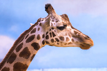 Closeup on a giraffe's face and neck on a leisurly afternoon