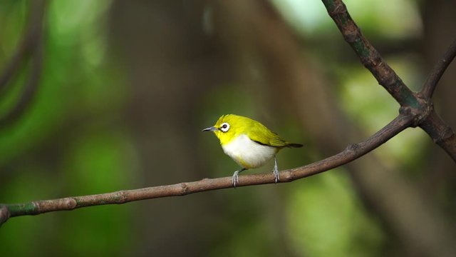 Japanese White-eye, Dark Green.Cute bird  perching on a branch.(Scientific Name : Zosterops simplex ) 