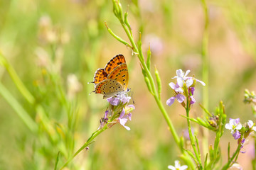 Closeup beautiful butterfly sitting on the flower.