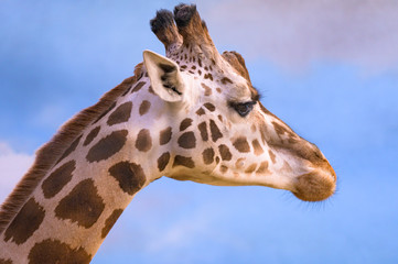 Closeup on a giraffe's face and neck on a leisurly afternoon