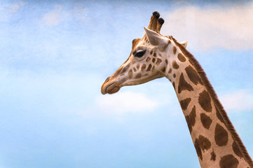 Closeup on a giraffe's face and neck on a leisurly afternoon