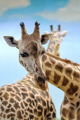 Closeup on a giraffe's face and neck on a leisurly afternoon