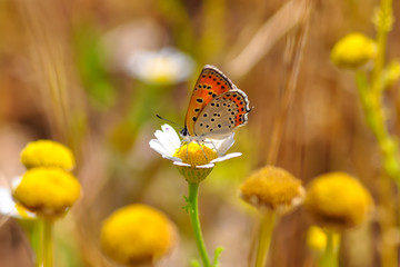 Closeup   beautiful butterflies sitting on the flower.