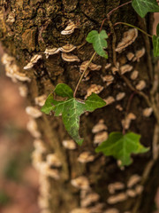 OLYMPUS DIGITAL CAMERA - IVY FUNGI 