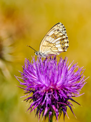Closeup   beautiful butterflies sitting on the flower.