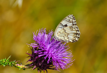 Closeup   beautiful butterflies sitting on the flower.