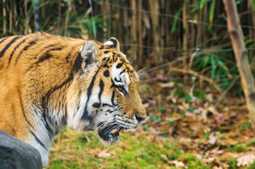 A majestic Royal Bengal Tiger, in its natural habitat