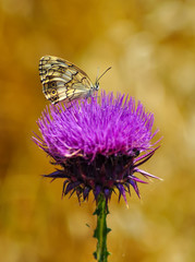 Closeup   beautiful butterflies sitting on the flower.