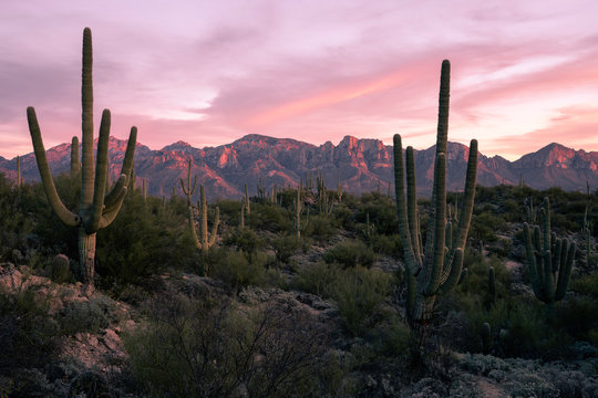 Desert Sunset in Tucson Arizona © YUKOinSUNSHINE