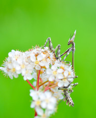 Close up of pair of Beautiful European mantis ( Mantis religiosa )