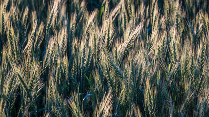 barley field, many green ears in close-up, focus area on one part, rest blurred; green abstract background of ears