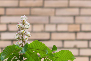 Medicinal plants. Horse chestnut in spring during flowering. White inflorescence and green foliage against a blurred brick wall.