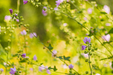 Medicinal plants. Hatma Thuringian (Lavatera thuringiaca). Soft focus. Natural blurred background. Copy space for text..