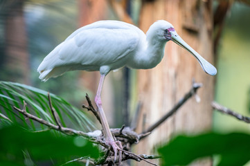 African Spoonbill perched on a dry branch