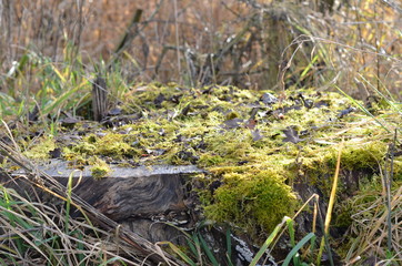 moss in the forest
