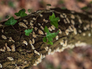 OLYMPUS DIGITAL CAMERA - IVY FUNGI 