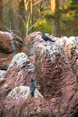 Some Inca Terns perched on a rock enjoying a quiet afternoon in the shade