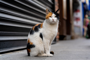 Fototapeta na wymiar Street cat in Istanbul Kadiköy