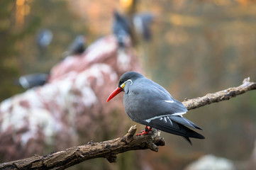 An Inca Tern perched on a branch enjoying a quiet afternoon in the shade