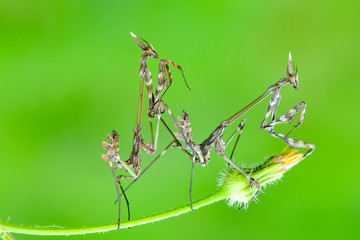 Close up of pair of Beautiful European mantis ( Mantis religiosa )