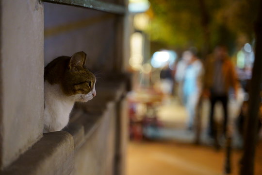 Street cat in Istanbul Kadik&ouml;y