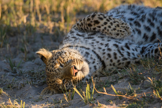 Female Leopard (Panthera pardus), Bushman Plains, Okavango Delta, Botswana