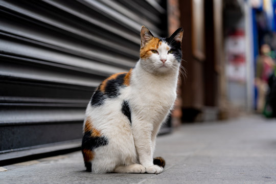 Street cat in Istanbul Kadik&ouml;y