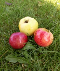 closeup red and yellow apples on green grass