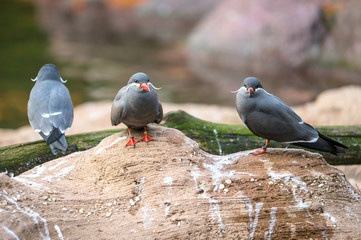 Two Inca Terns perched on a rock enjoying a quiet afternoon in the shade