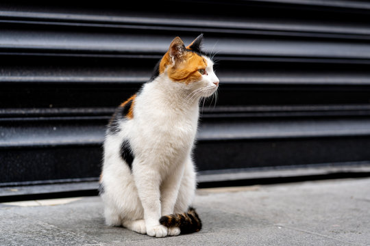 Street cat in Istanbul Kadik&ouml;y