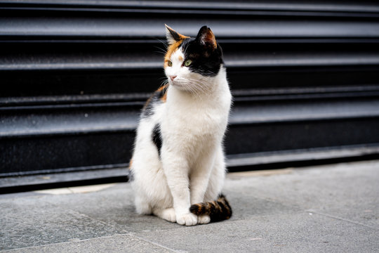 street cat istanbul