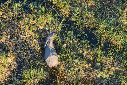 Aerial view of African Elephant (Loxodonta africana) amongst Papyrus, Macatoo, Okavango Delta, Botswana