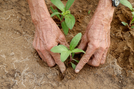Close-up of Vietnamese farmer planting seedlings in Organic vegetable gardens in Tra Que Village, Hoi An, Vietnam