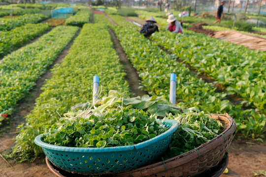Organic vegetable gardens in Tra Que Village and fresh green herbs in basket, Hoi An, Vietnam