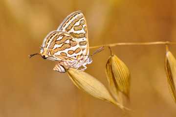 Closeup   beautiful butterflies sitting on the flower. © blackdiamond67