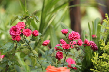 red flowers in garden